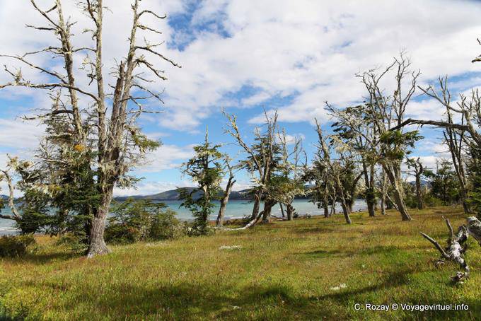 Lichens sur les arbres du lac, Ushuaia Lago Yehuin - Argentine