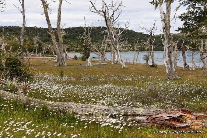 Tapis de fleurs et arbres morts, Ushuaia Lago Yehuin - Argentine