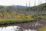 Forêt morte, Río Larsiparsahk, Ushuaia, Argentine.