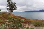 Floraison sur les rives du lac, Ushuaia Lago Fagnano, Argentine.