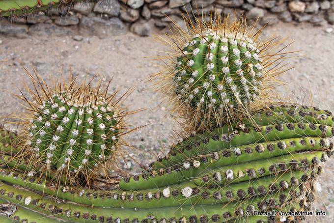 Boules piquantes de Cactaceae, cactus, ruines de Quilmes - Argentine