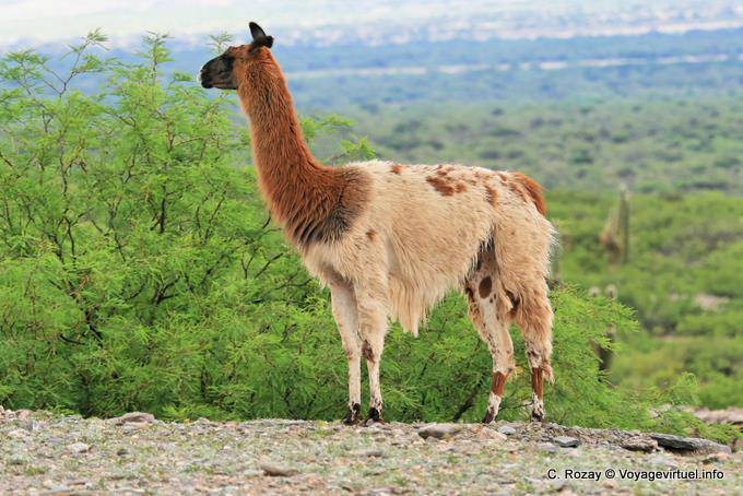 Lama dans la cité sacrée, ruines de Quilmes - Argentine