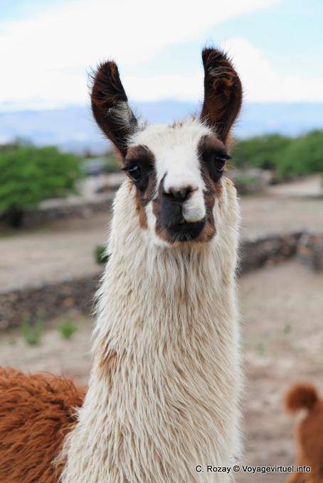 Portrait d'un lama glama, Quilmes Ruinas - Argentine