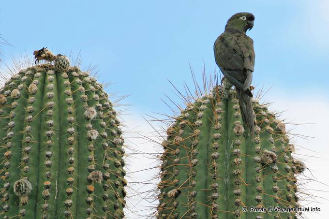 Perroquet sur un cactus, cité sacrée des Quilmes - Argentine