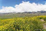 Fleurs et nuages sur le Pinar de los Cervios, Tafi del Valle, Ruta 307, Argentine.