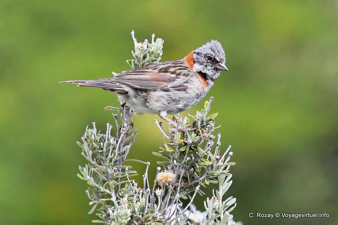 Petit Bruant Chingolo familier à barre rouge, Parque Nacional Tierra del Fuego, Ushuaia - Argentine
