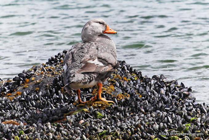Brassemer de Patagonie (Tachyeres patachonicus) sur moules, Parque Nacional Tierra del Fuego, Ushuaia - Argentine