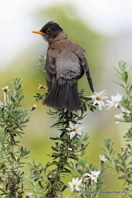 Merle Austral ébouriffé, Parque Nacional Tierra del Fuego, Ushuaia - Argentine