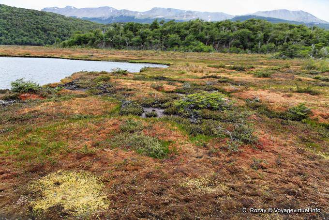 Tourbière avec sphaigne de Magellan (Sphagnum magellanicum), Parque Nacional Tierra del Fuego, Ushuaia - Argentine