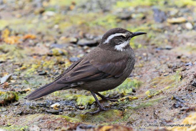 Cinclode d'Oustalet ou Remolinera Chica, Parque Nacional Tierra del Fuego, Ushuaia - Argentine