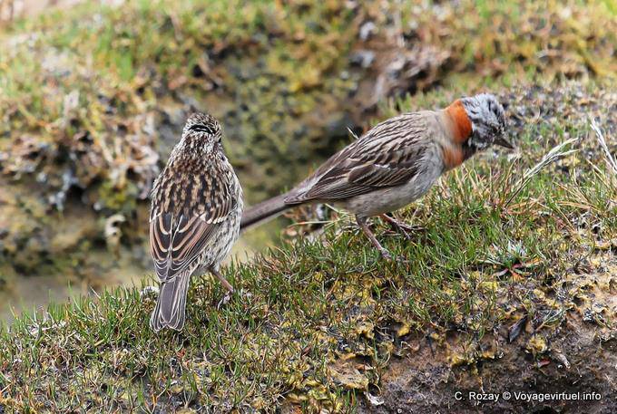 Bruant Chingolo (couple), Parque Nacional Tierra del Fuego, Ushuaia - Argentine