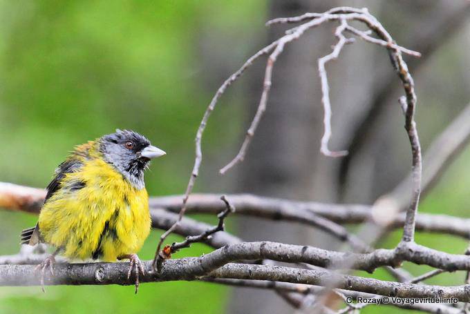 Chardonneret de Magellan (Carduelis magellanica), Parque Nacional Tierra del Fuego, Ushuaia - Argentine