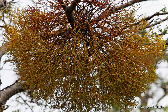 Mistletoe Misodendrum punctulatum, sorte de gui parasite, Parque Nacional Tierra del Fuego, Ushuaia - Argentine