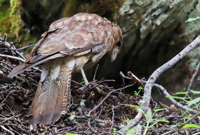 Caracara Chimango (Milvago), Parque Nacional Tierra del Fuego, Ushuaia - Argentine