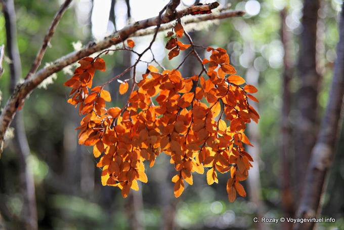 Bouquet de feuilles ensoleillé, Parque Nacional Tierra del Fuego, Ushuaia - Argentine