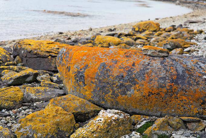 Lichens de couleurs sur rochers, Parque Nacional Tierra del Fuego, Ushuaia - Argentine