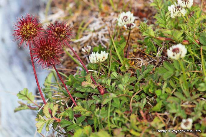 Exemple de flore locale, Parque Nacional Tierra del Fuego, Ushuaia - Argentine