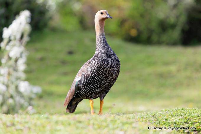 Chloephaga picta Ouette de Magellan femelle, Parque Nacional Tierra del Fuego, Ushuaia - Argentine