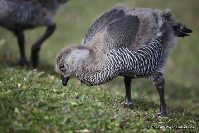 Jeune Chloephaga picta femelle avec encore du duvet, Parque Nacional Tierra del Fuego, Ushuaia - Argentine