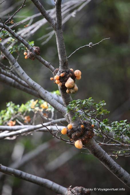 Cyttaria, champignon comestible parasite, Parque Nacional Tierra del Fuego, Ushuaia - Argentine