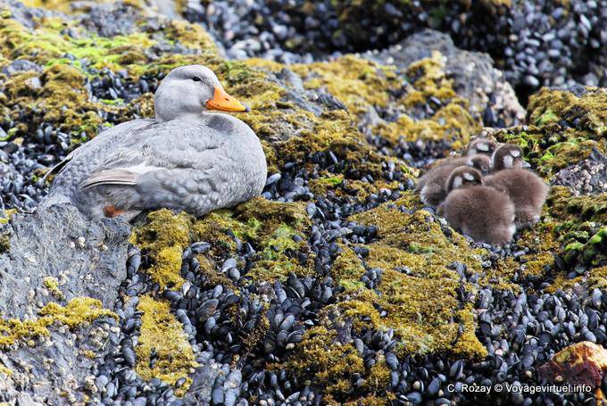 Nid avec petits de canard vapeur ou brassemer cendré, Parque Nacional Tierra del Fuego, Ushuaia - Argentine