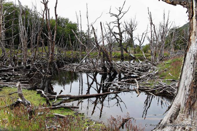 Arbres morts et barrage de castors, Bahia Lapataia, parque nacional Tierra del Fuego, Ushuaia - Argentine