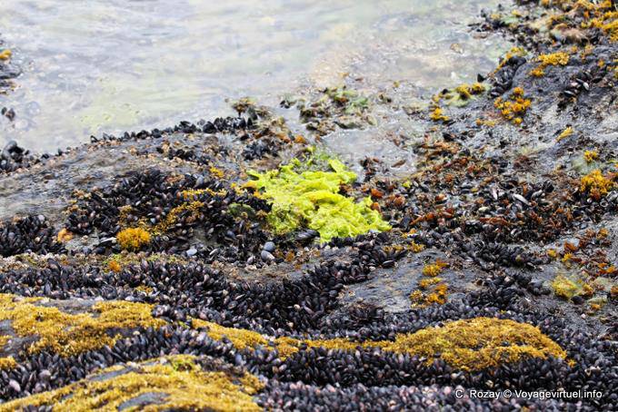 Couleurs d'algues et moules sur rivage, Bahia Lapataia, parque nacional Tierra del Fuego, Ushuaia - Argentine
