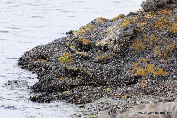 Lit de moules sur rocher, Bahia Lapataia, parque nacional Tierra del Fuego, Ushuaia - Argentine