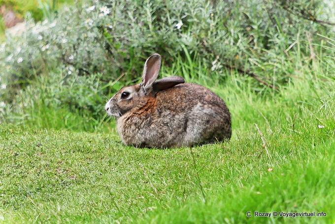 Lièvre au repos, Ushuaia Parc National Tierra del Fuego Lapin - Argentine
