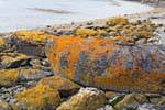 Lichens de couleurs sur rochers, Parque Nacional Tierra del Fuego, Ushuaia, Argentine.