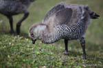 Jeune Chloephaga picta femelle avec encore du duvet, Parque Nacional Tierra del Fuego, Ushuaia, Argentine.