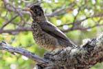 Oiseau sur une branche, Parque Nacional Tierra del Fuego, Ushuaia, Argentine.