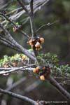Cyttaria, champignon comestible parasite, Parque Nacional Tierra del Fuego, Ushuaia, Argentine.