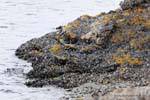 Lit de moules sur rocher, Bahia Lapataia, parque nacional Tierra del Fuego, Ushuaia, Argentine.