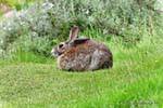 Lièvre au repos, Ushuaia Parc National Tierra del Fuego Lapin, Argentine.