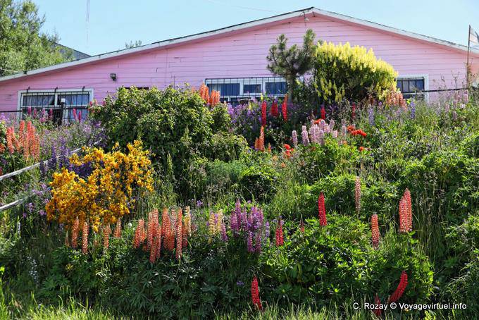 Lupins à foison en janvier, Ushuaia - Argentine