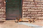 Chien endormi devant une porte, vallée Calchaquies, Ruta 40, Argentine.
