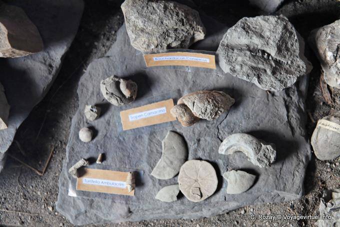 Découvertes archéologiques au musée, site archéologique Tehuelche, Walichu - Argentine