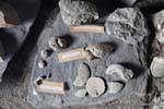 Découvertes archéologiques au musée, site archéologique Tehuelche, Walichu, Argentine.