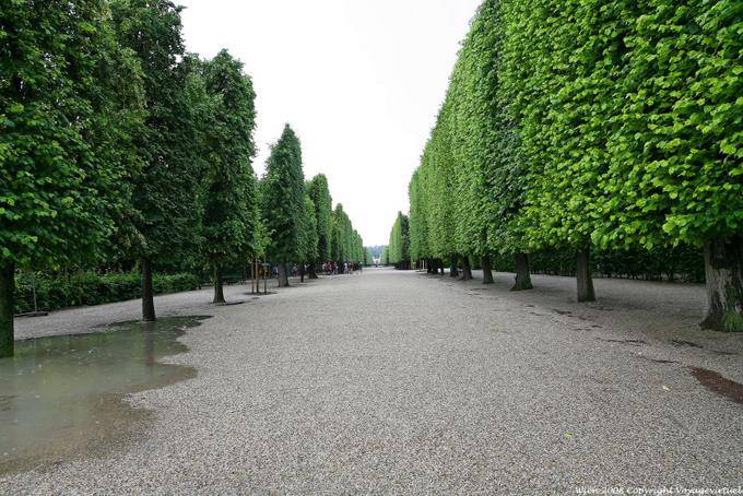 Schönbrunn, Allée Bordered By Tall - Vienne - Autriche
