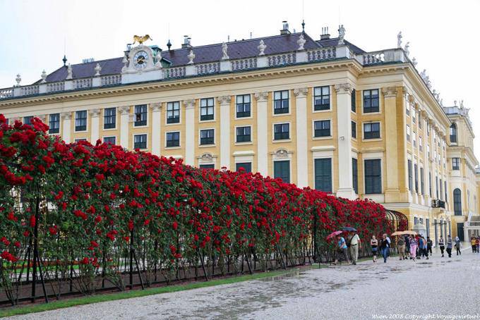 Schönbrunn, Roseraie - Vienne - Autriche