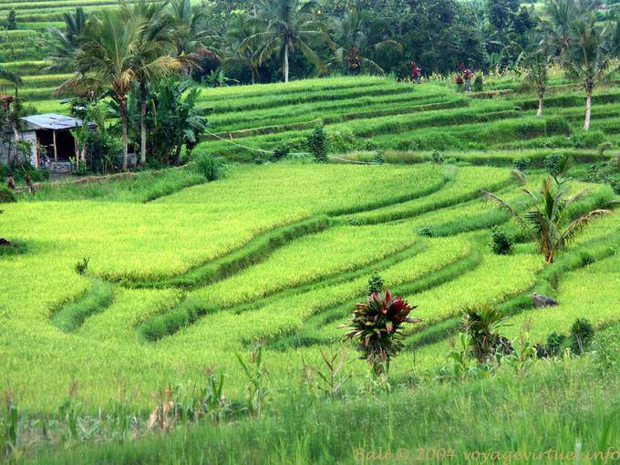 Rizières en vert pâle, Gunungsari - Bali