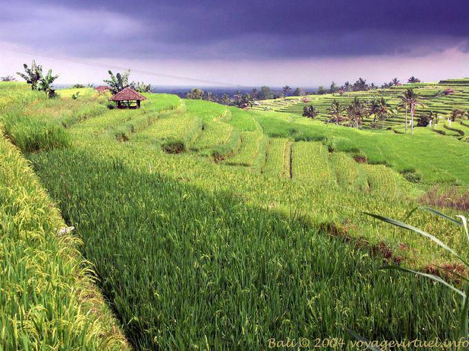 Paysage de rizières balinaises, Gunungsari - Bali