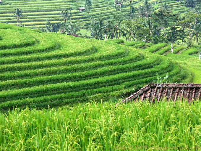 Virage de terrasses, Gunungsari - Bali
