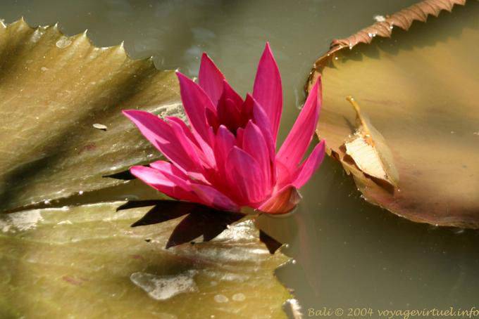 Candidasa fleur d'eau - Bali