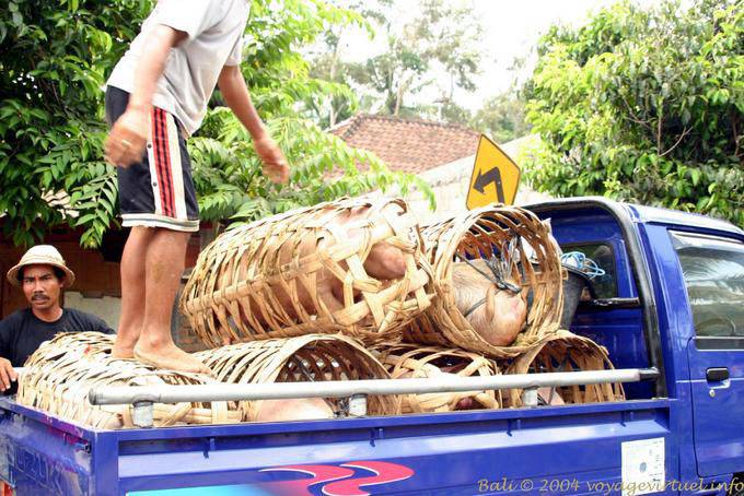 Transport des cochons Candidasa - Bali