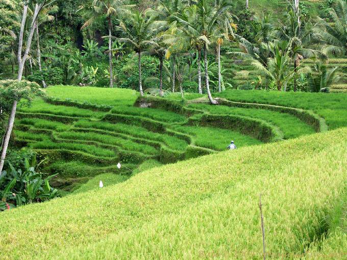 Verts de rizière Gunung Kawi - Bali