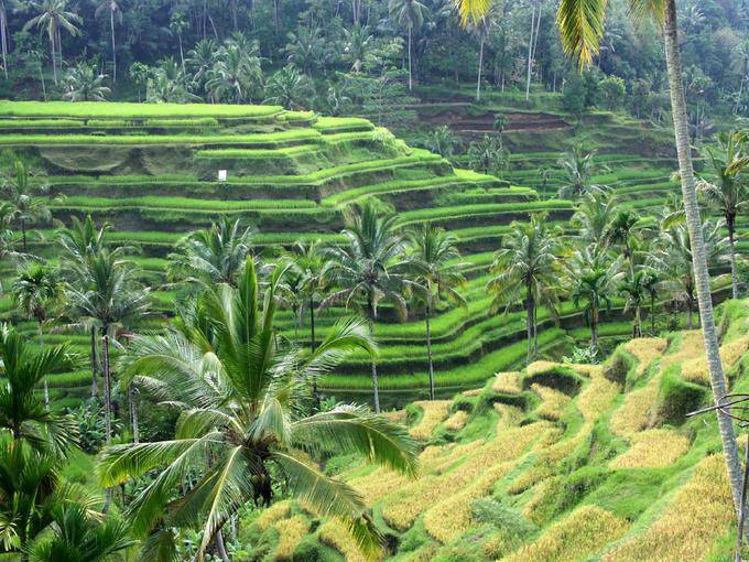 Cultures étagées de rizières, Gunung Kawi - Bali