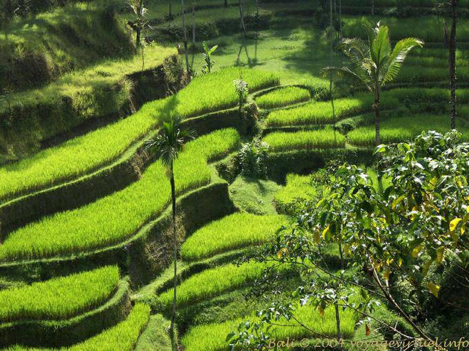 Tendre vert du riz qui pousse, Pura-Gunung kawi - Bali