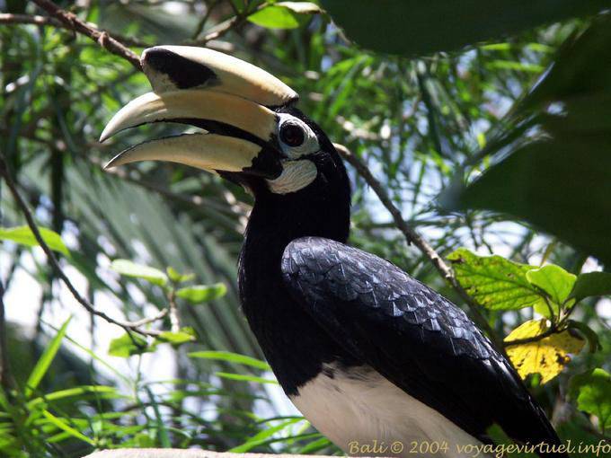 Rhytuceros undulatus, Taman Burung - Bali